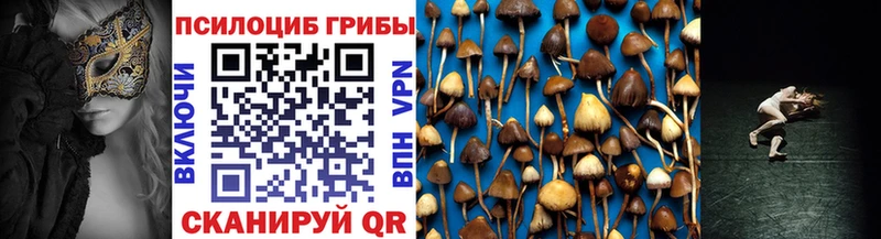 купить   Кораблино  Псилоцибиновые грибы Psilocybine cubensis 